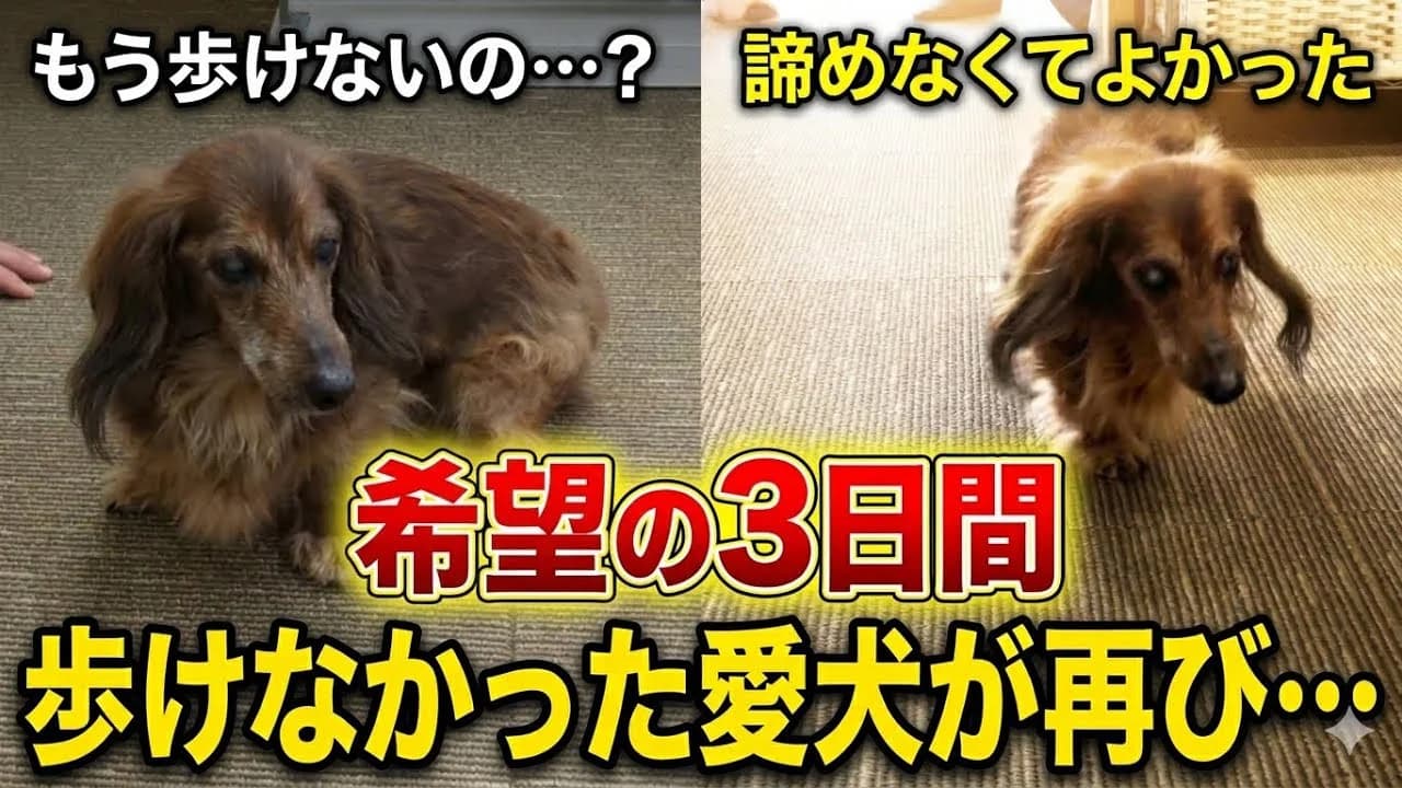 回復し元気に歩く愛犬の様子